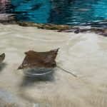 Ubuntu 26.10 Stonking Stingray 进入测试阶段，深入 Rust 化并新增 LLM 语音转文字，操作系统资讯配图